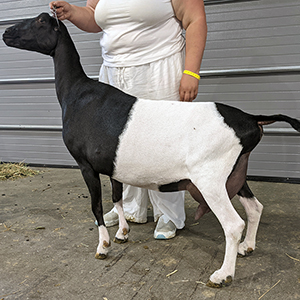 GCH Goat-San Abbey Road 4*M